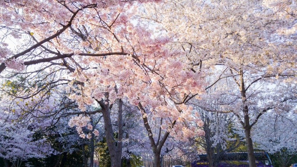 サクラ 満開 桜並木 春 スタッフ紹介 造園会社