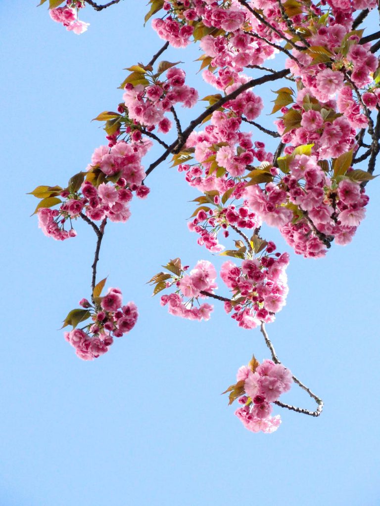 サクラ 花 枝 ブランチカラー 剪定