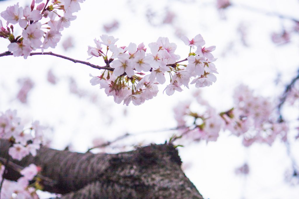 サクラ 花 枝 ジンダイアケボノ 神代曙 お花見