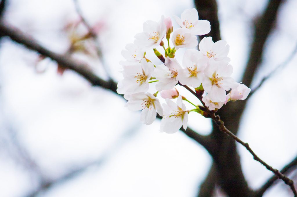 サクラ 花 枝 ソメイヨシノ クローン