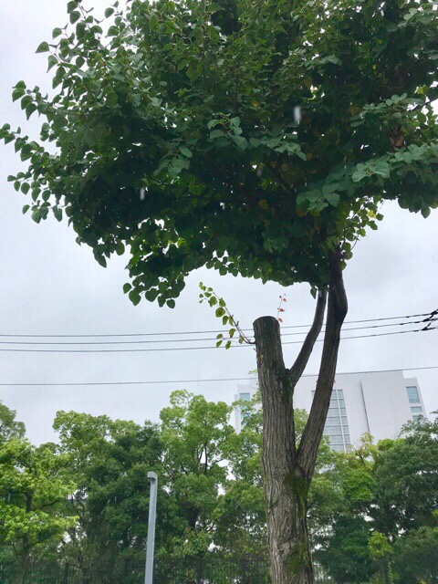 株式会社トシ・ランドスケープ