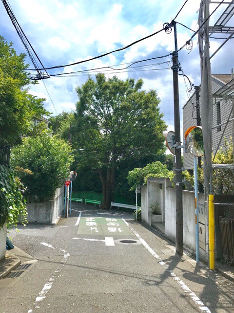 ケヤキ 剪定後 透かし剪定 樹冠 道路 高木管理