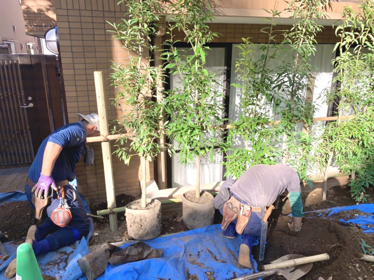 シラカシ 根鉢 竹支柱 生垣 植え替え工事