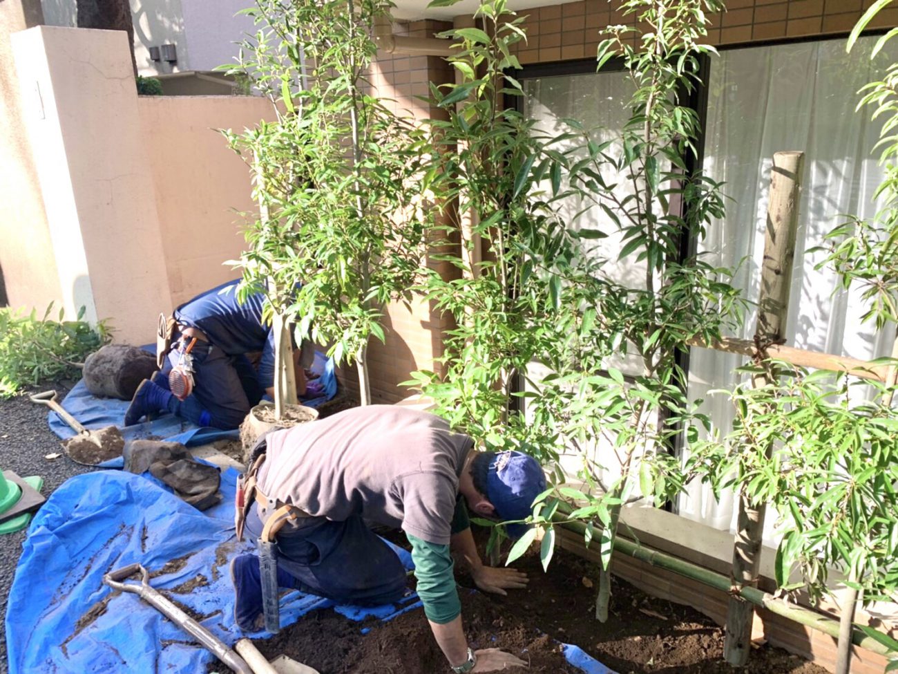 シラカシ 植え付け 生垣 植え替え工事 台風被害
