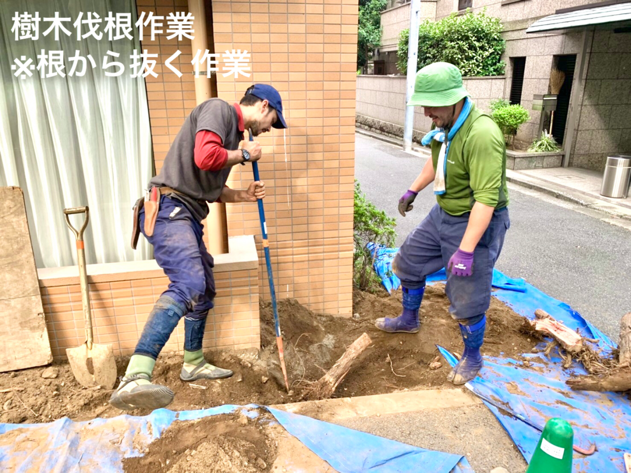 樹木 伐根作業 作業スタッフ 台風倒木被害 生垣