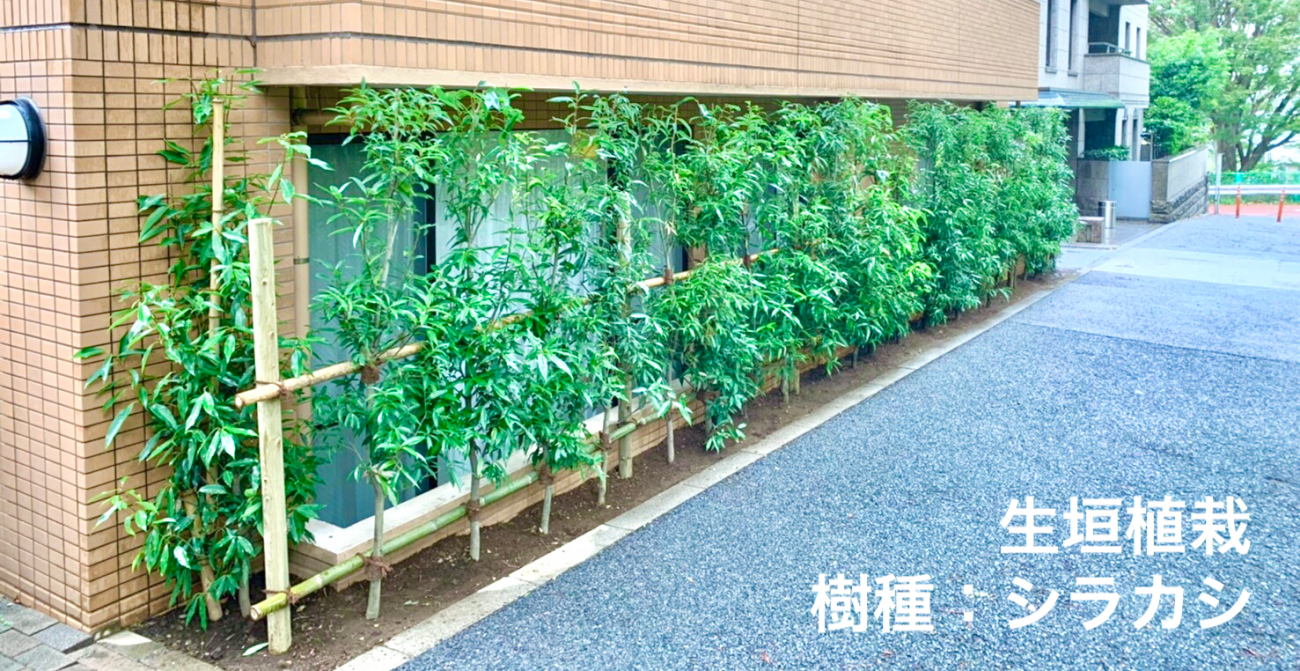 シラカシ 生垣 植栽 完成 台風倒木被害 植え替え