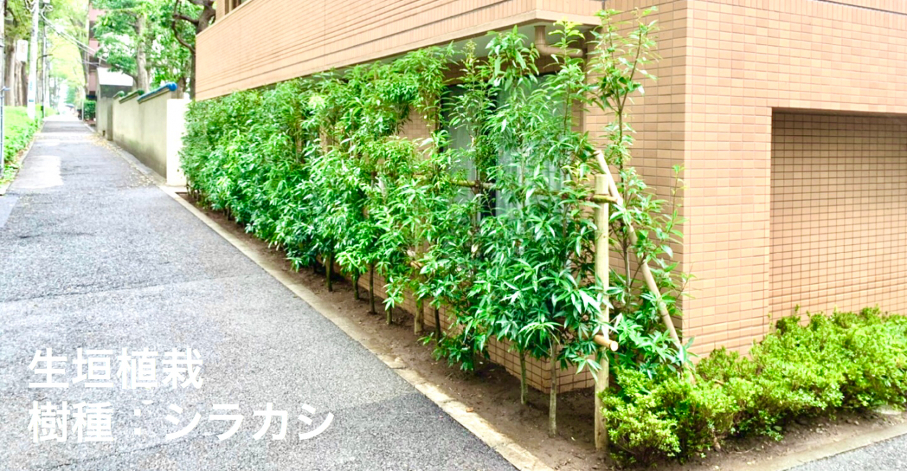 シラカシ 生垣 完成 植え替え工事 植栽管理