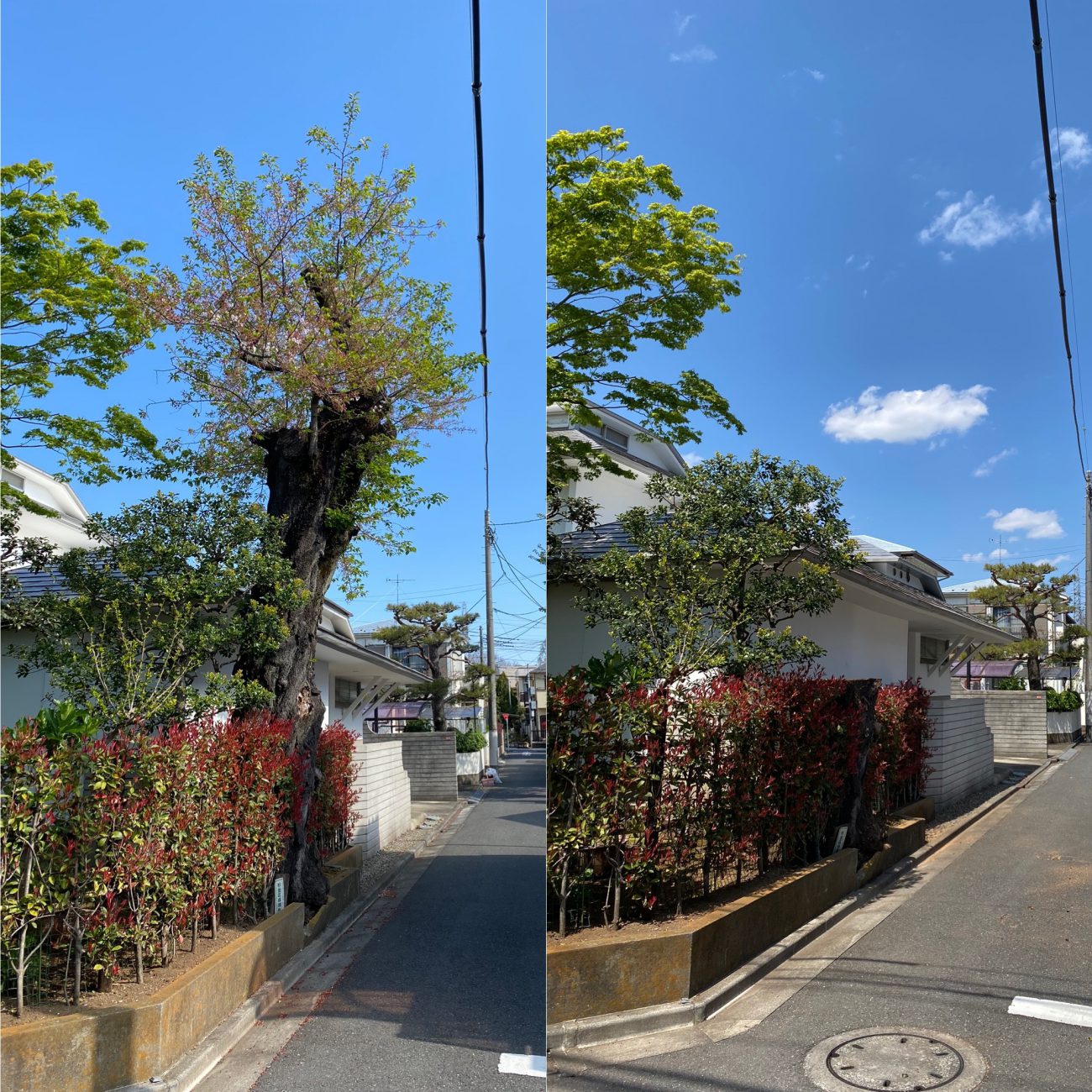 サクラ 伐採前 伐採後 比較 保護樹木 伐採作業