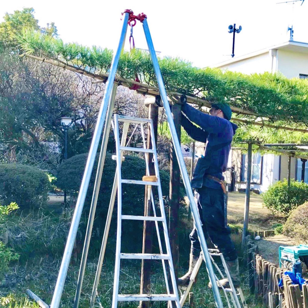 三脚 吊り上げ 作業スタッフ 臥竜の松 支柱交換 寿昌院