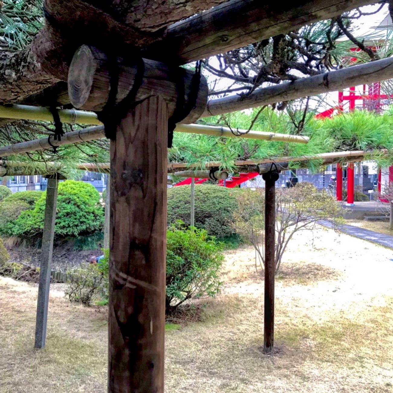 丸太支柱 枝受け 結束 臥竜の松 支柱交換 寿昌院