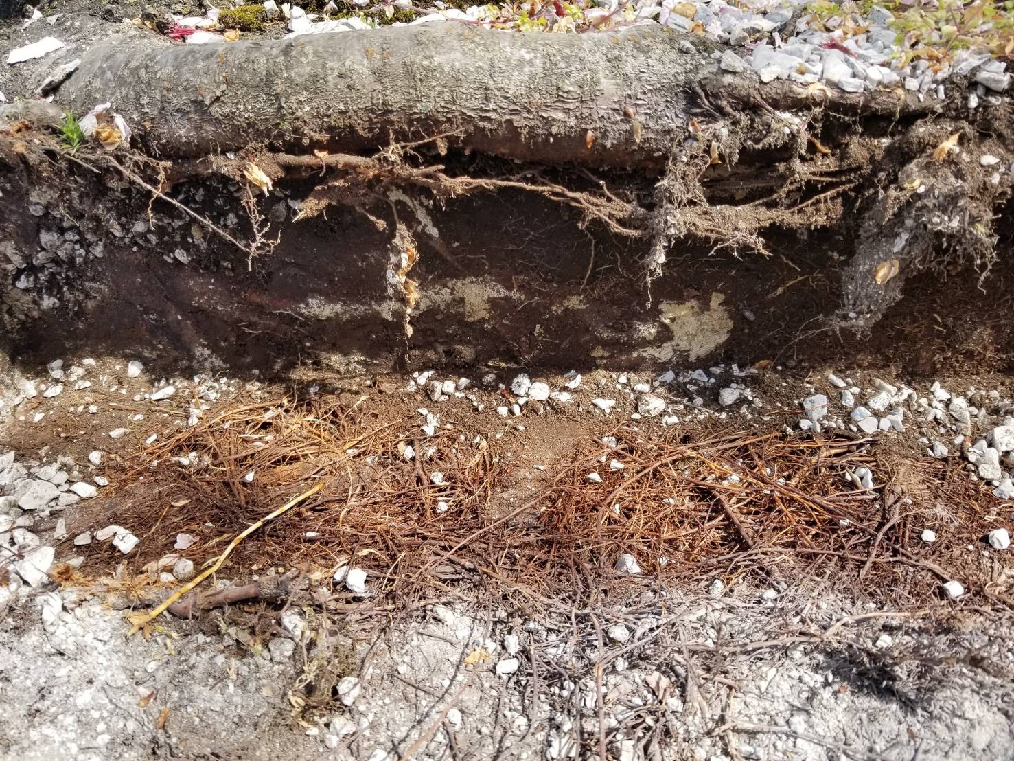 株式会社トシ・ランドスケープ(New)