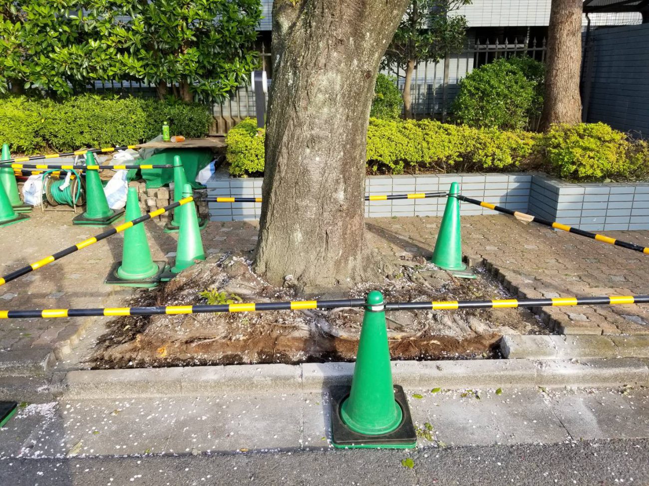 サクラ 植樹桝 施工前 カラーコーン 根上がり 植樹桝修繕