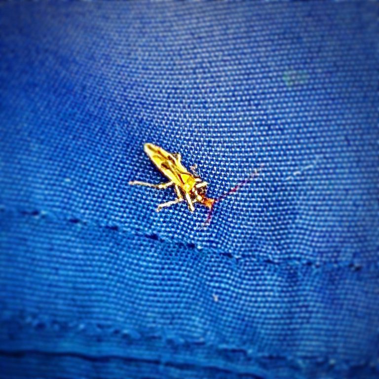 クスベニヒラタカスミカメ 成虫 カメムシ クスノキの害虫 杉並区