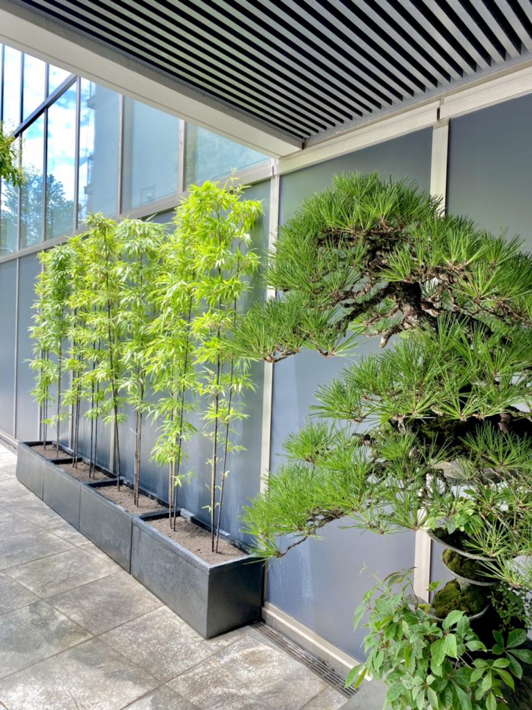 クロチク 列植 マツ プランター 植栽 西麻布