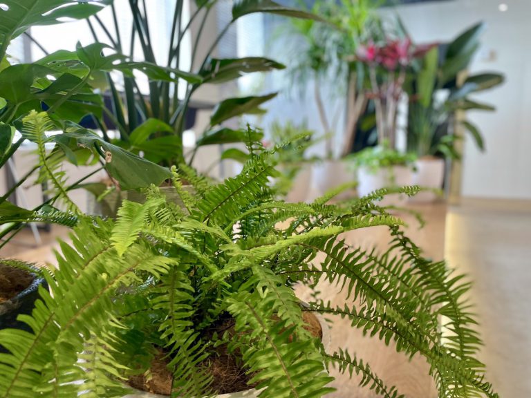 タマシダ 葉 近景 観葉植物 植栽ディスプレイ