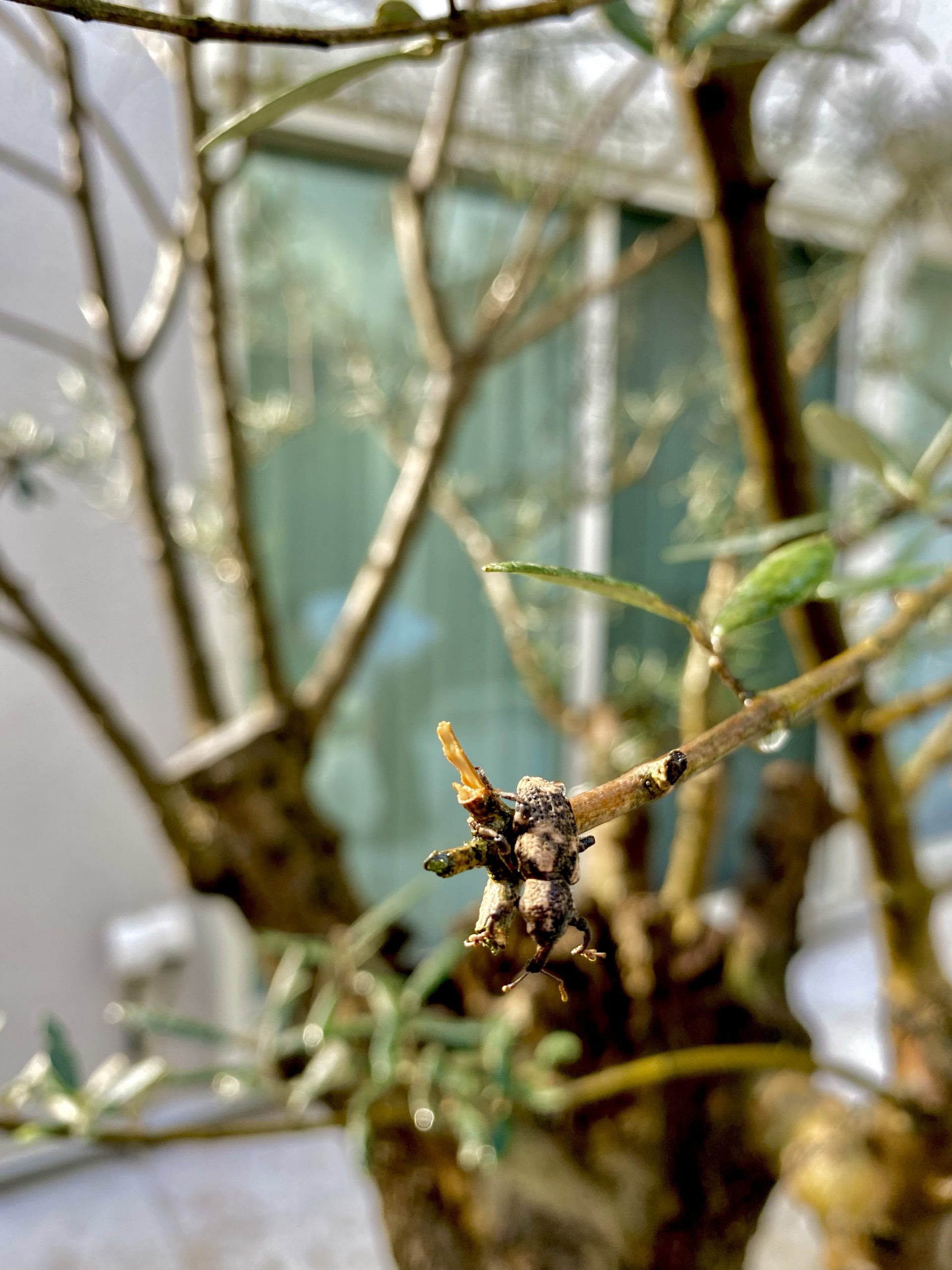 オリーブアナアキゾウムシ 成虫 オリーブ 枝 害虫