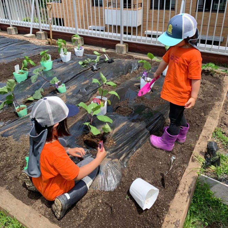 野菜苗 植え付け 畑 マルチ 子ども