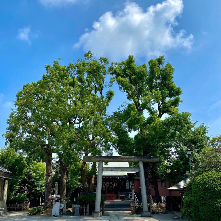 境内 鳥居 高木 大径木 青空