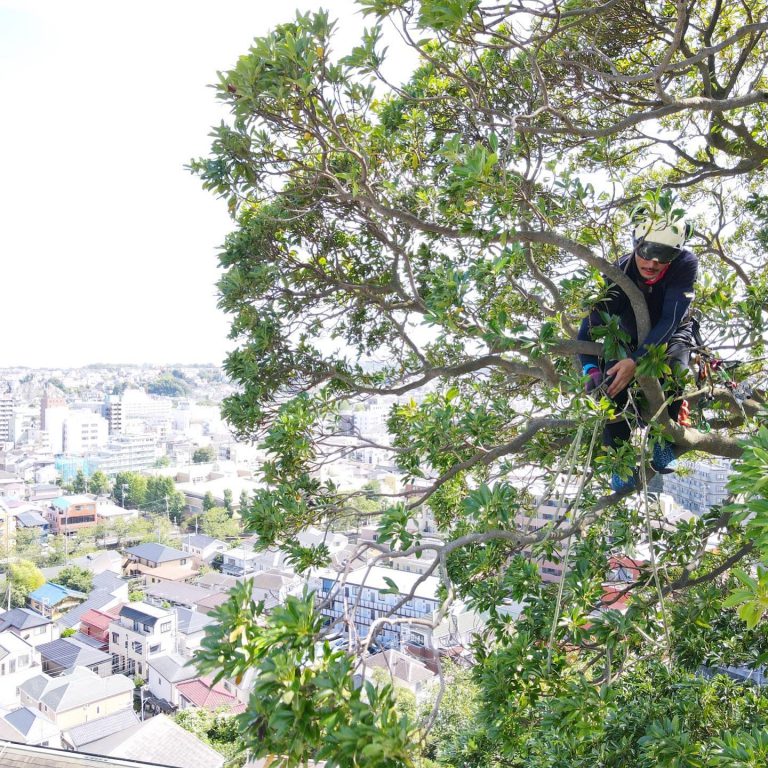 常緑樹 高台 ツリークライミング 樹冠の剪定 作業スタッフ