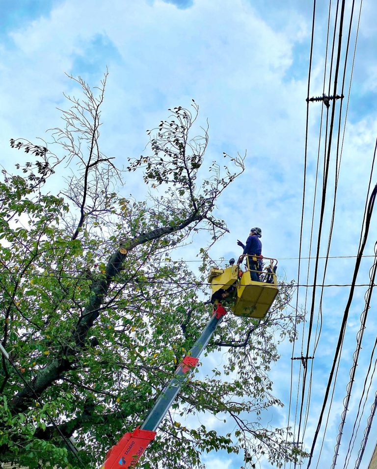 高所作業車 電線 高木剪定 作業スタッフ
