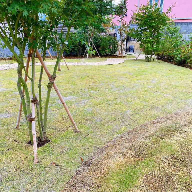 芝生 株立ち 高木 支柱 植栽