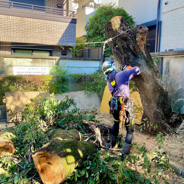幹の伐採 玉切り 住宅地 ロープ 作業スタッフ