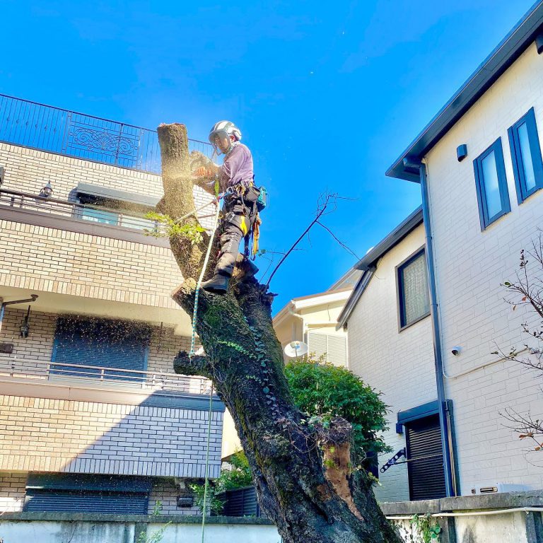 住宅に囲まれた木 樹上作業 チェーンソー 幹の切断
