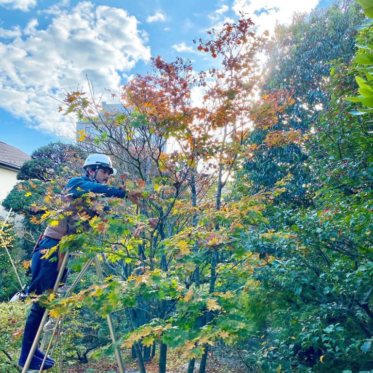 モミジ 紅葉 剪定 脚立 作業スタッフ