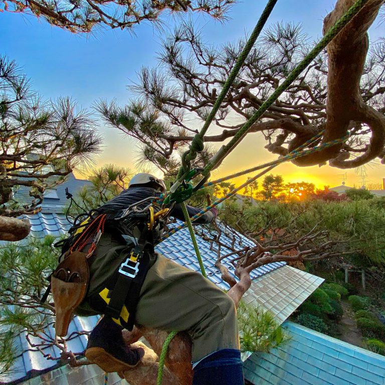 マツ ツリークライミング ハーネス 屋根上 夕景