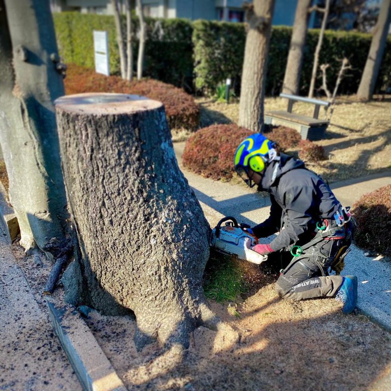 切り株 根元 チェーンソー 地際の切断