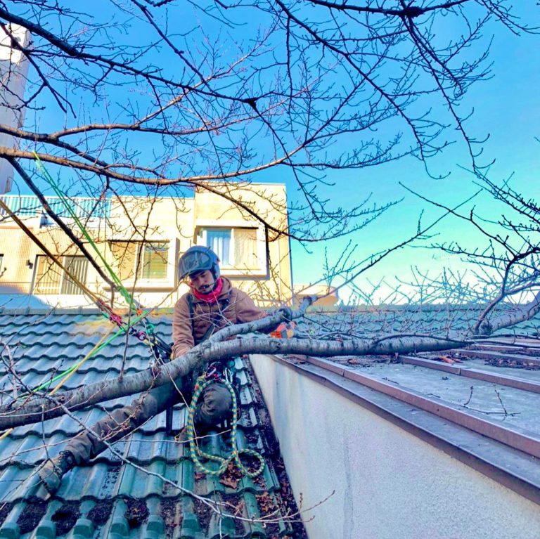 屋根上 枝の切断 落葉樹 ロープ 作業スタッフ