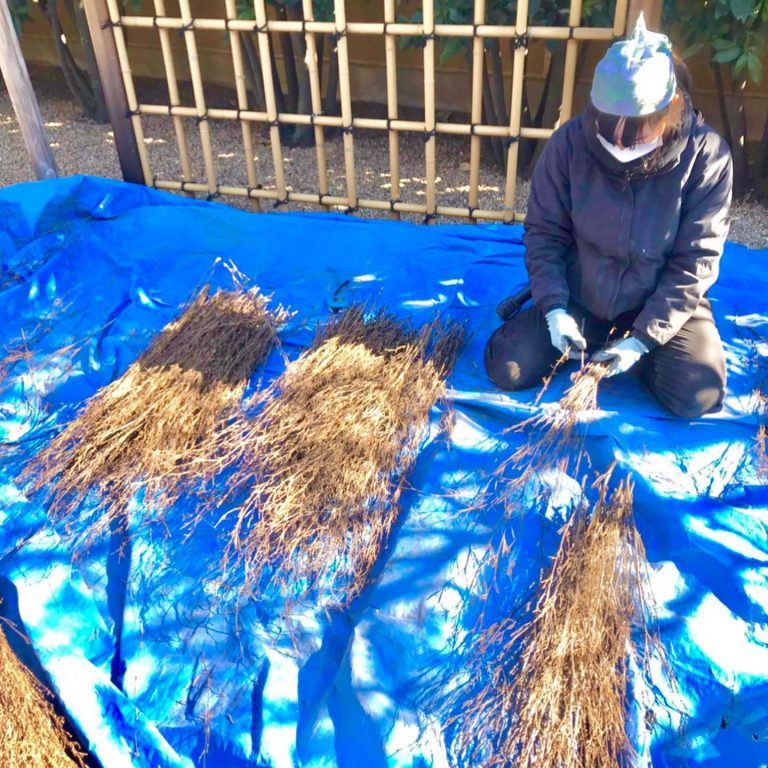 枝束 束ね作業 ブルーシート 四つ目垣 作業スタッフ