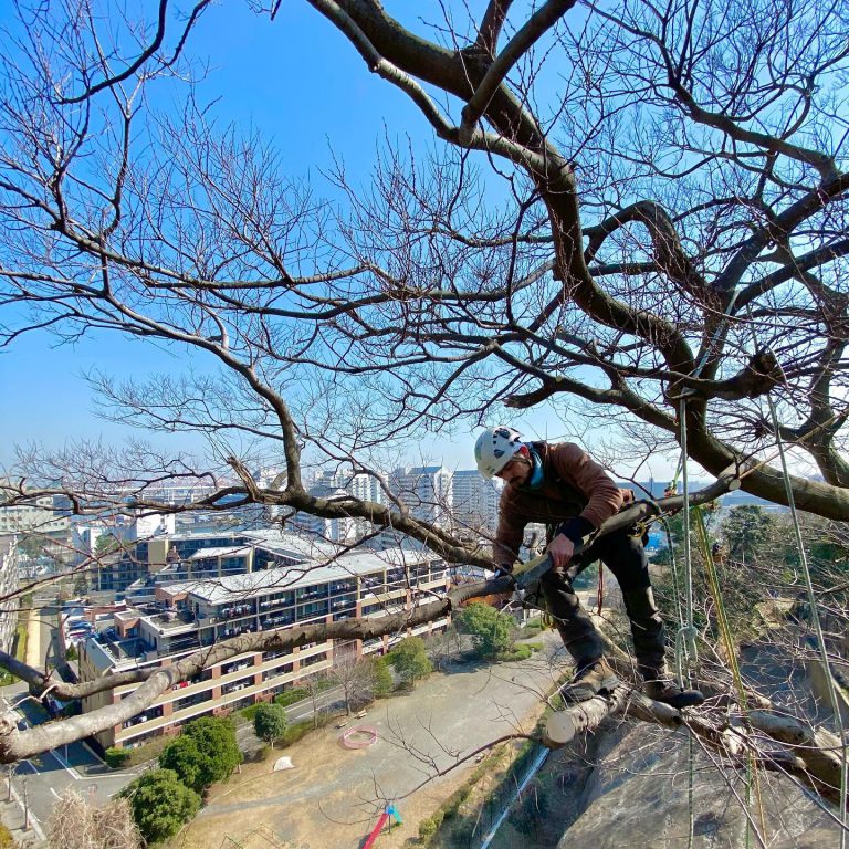 冬 落葉樹 樹上作業 ロープ 枝の剪定