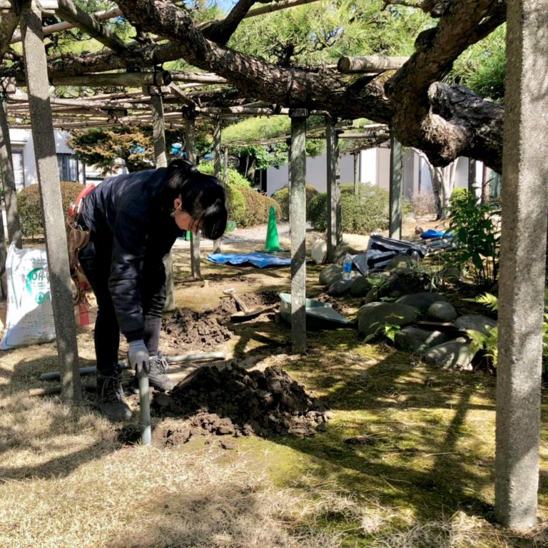 マツ 棚 試掘 土壌調査 樹木医