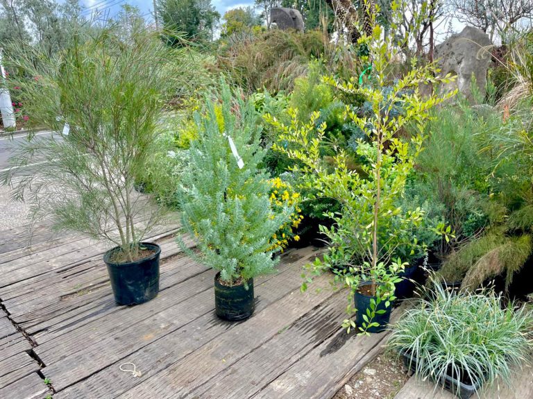 ポット苗 植栽前 ウッドデッキ 屋上