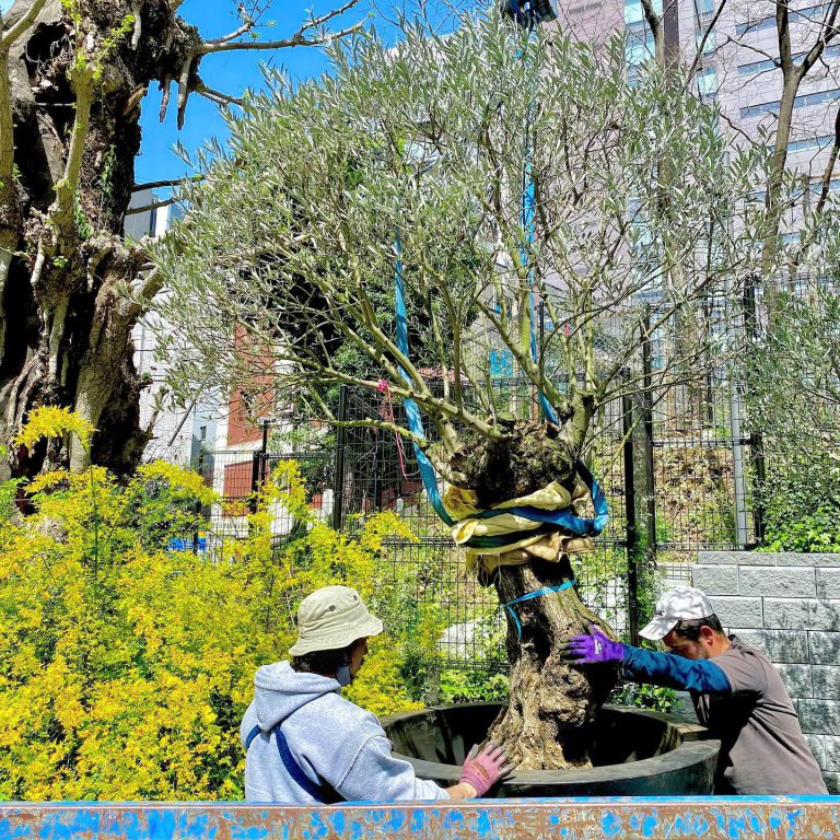 高木 根鉢 植え付け 幹 作業スタッフ