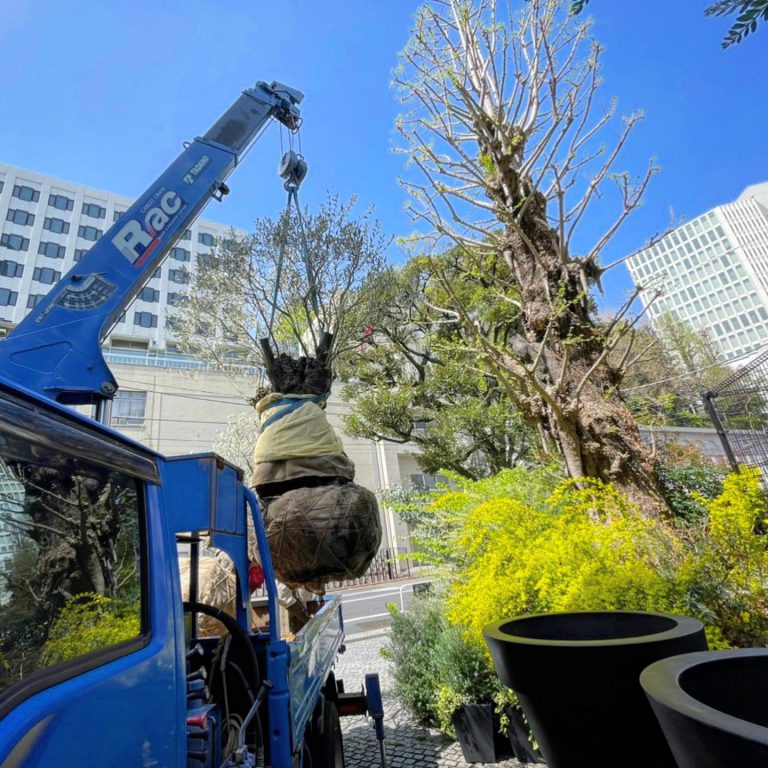 トラッククレーン 移植 根鉢 高木 植栽
