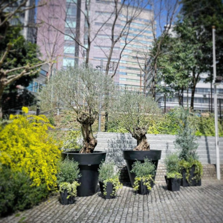 オリーブ 鉢植え 低木 寄せ植え 植栽リノベーション