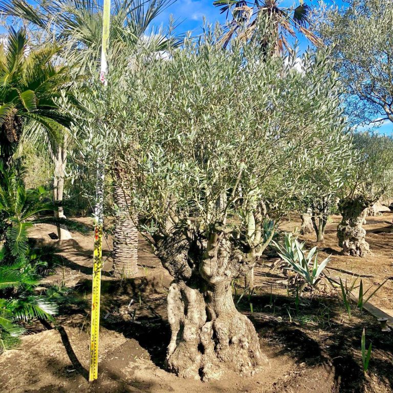 オリーブ 古木 幹 検尺 植木