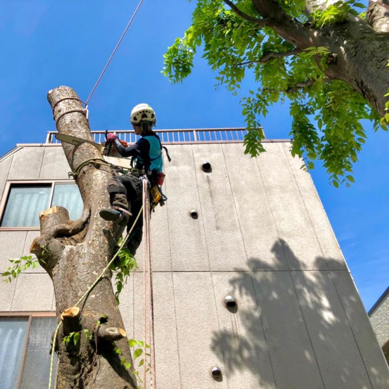 建物沿い 幹 樹上作業 切り口 ハーネス