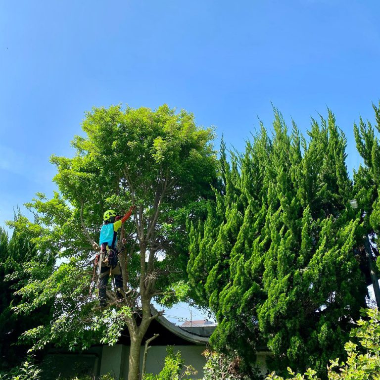 高木剪定 ツリークライミング 針葉樹 青空 作業スタッフ
