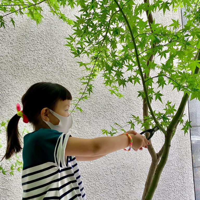 モミジ 剪定ばさみ 剪定 子ども 職業体験