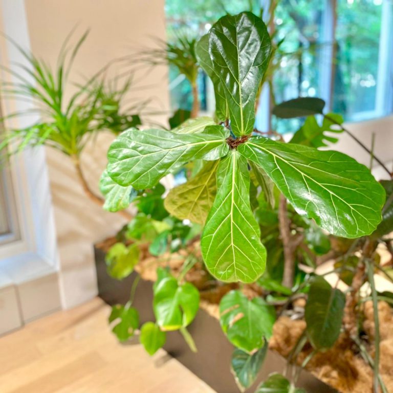 観葉植物 プランター 植え込み 窓際
