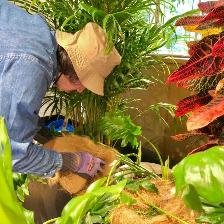 観葉植物 植え付け ココヤシファイバー クロトン 作業スタッフ