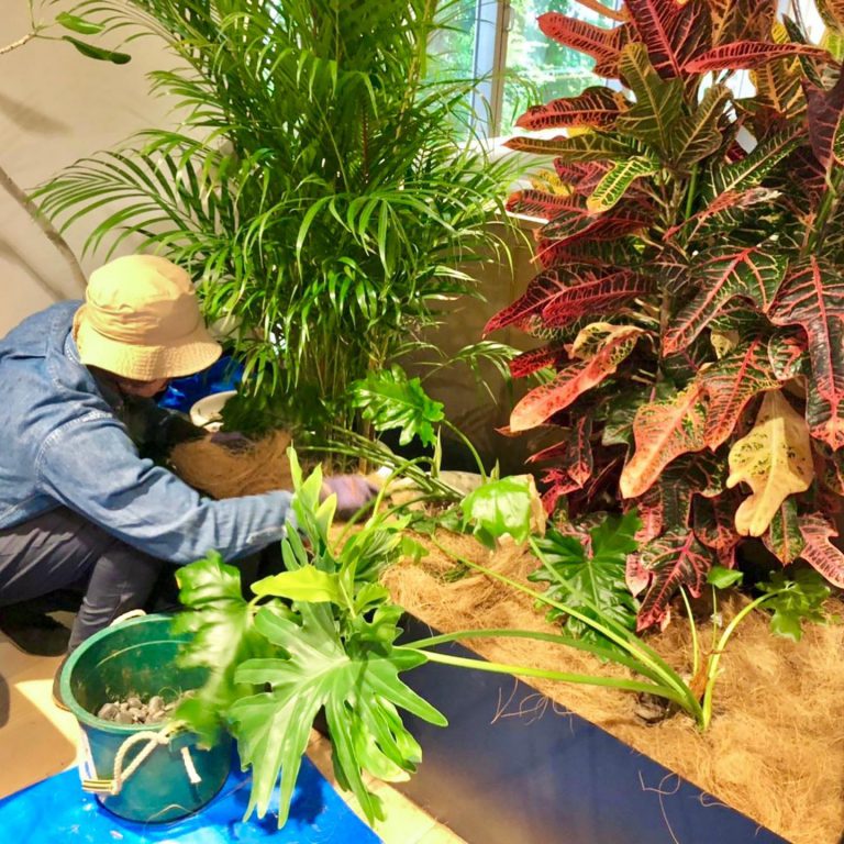 観葉植物 植え込み プランター クロトン 作業スタッフ