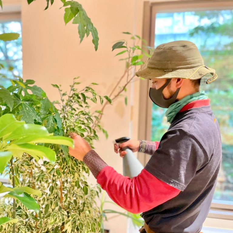 観葉植物 霧吹き 葉水 手入れ 作業スタッフ