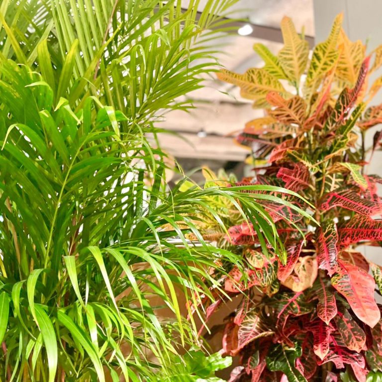 クロトン ヤシ 観葉植物 室内緑化