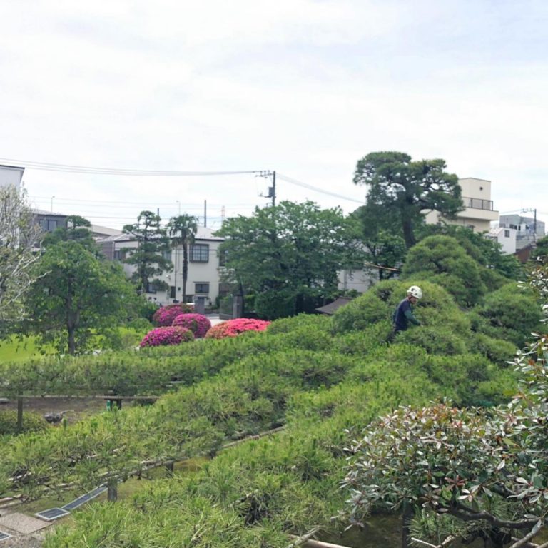 マツ 棚 庭園 遠景 作業スタッフ