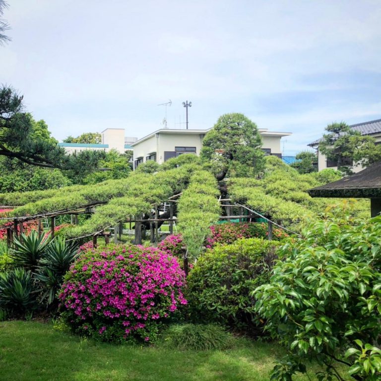 マツ 棚 庭園 花木 全景