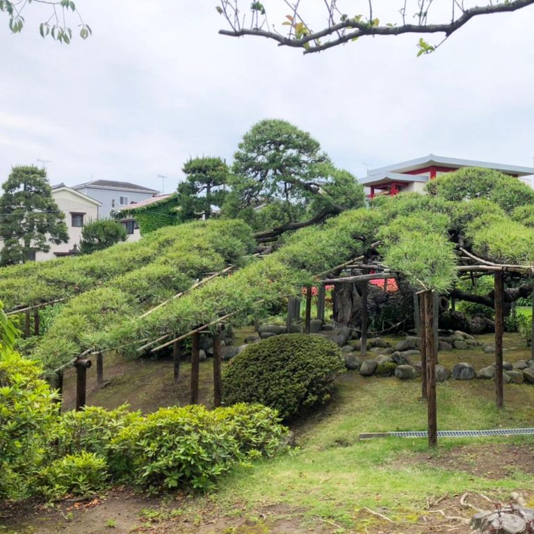 マツ 棚 枝張り 刈込 庭園